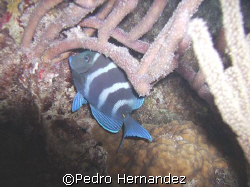 Doctorfish,Night Dive in Palominito Fajardo. Puerto Rico.... by Pedro Hernandez 
